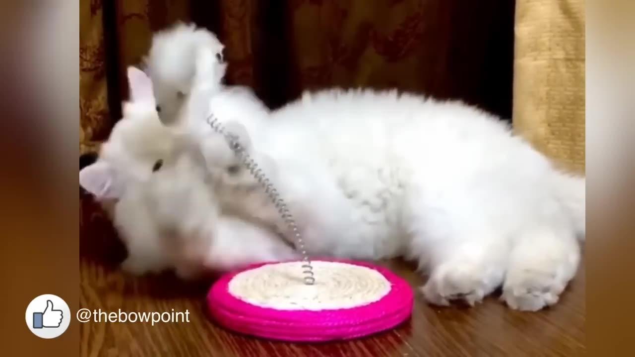 Cat love with mouse spring mouse toy One News Page VIDEO