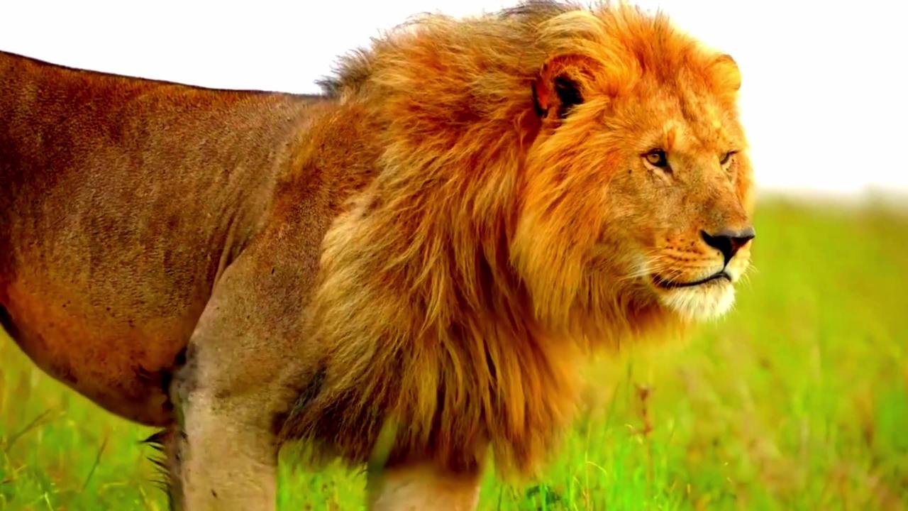 lion | king of forest