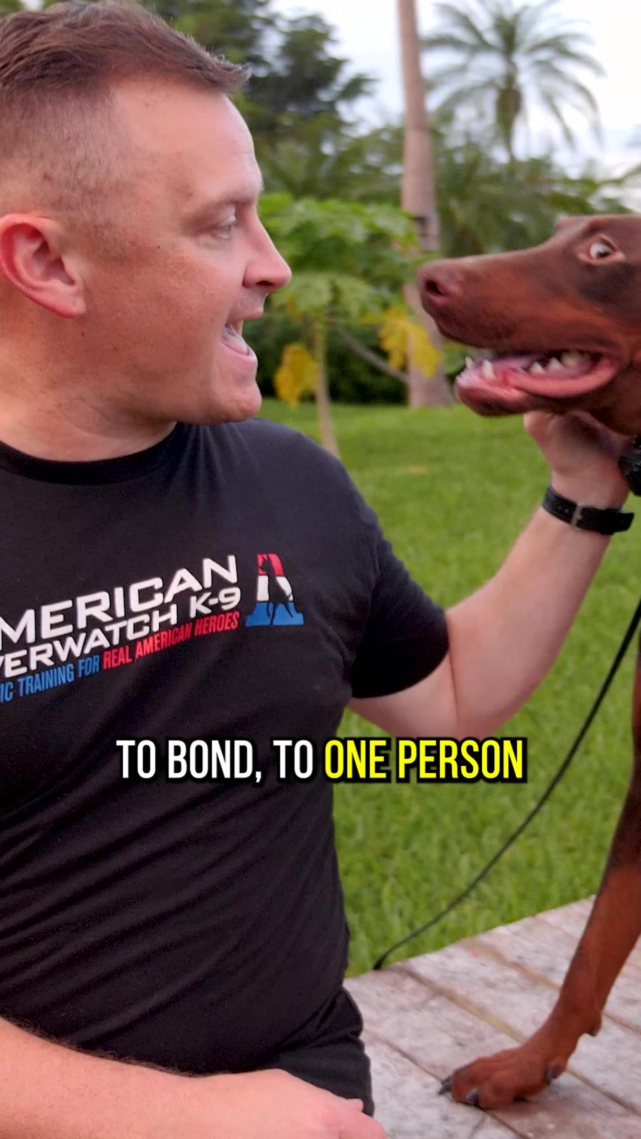 3 Reasons Why YOU Should Get a Doberman One News Page VIDEO
