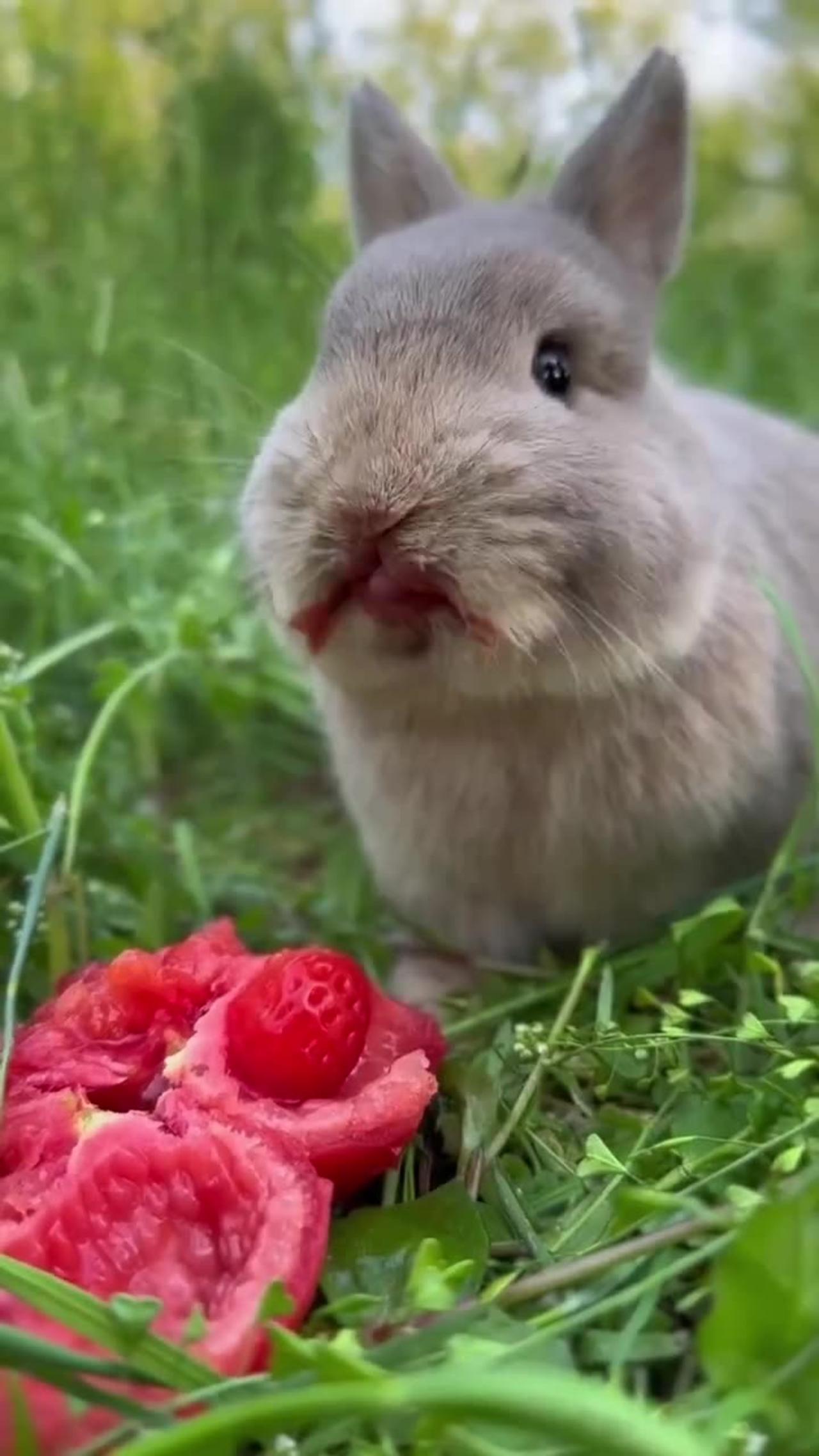 cute rabbit eating strabery