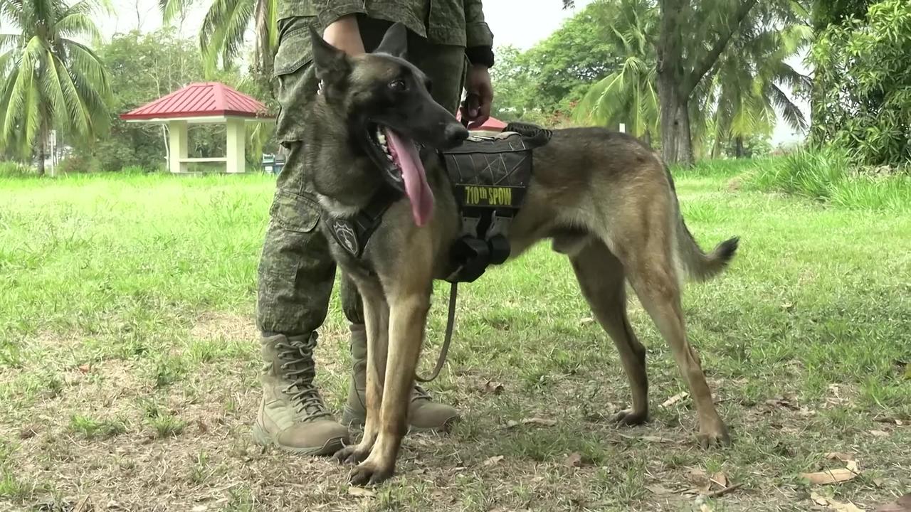 Watch U.S. and Philippine Military Dogs Take Part in Epic Training Exercise