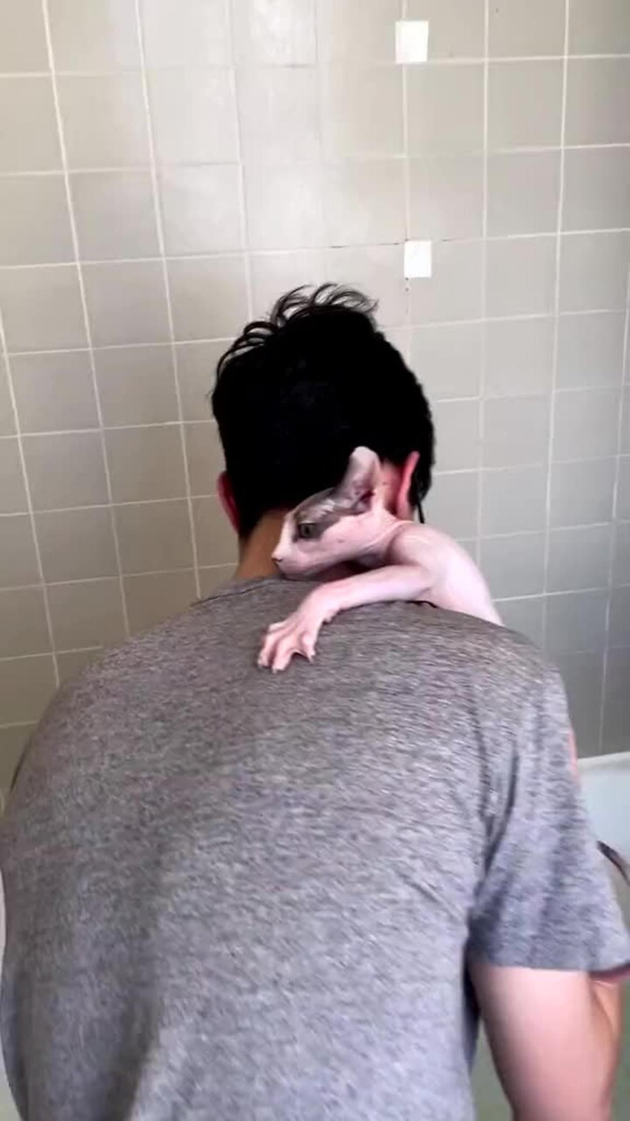 Owners are giving their Sphynx cat a bath!.MOV