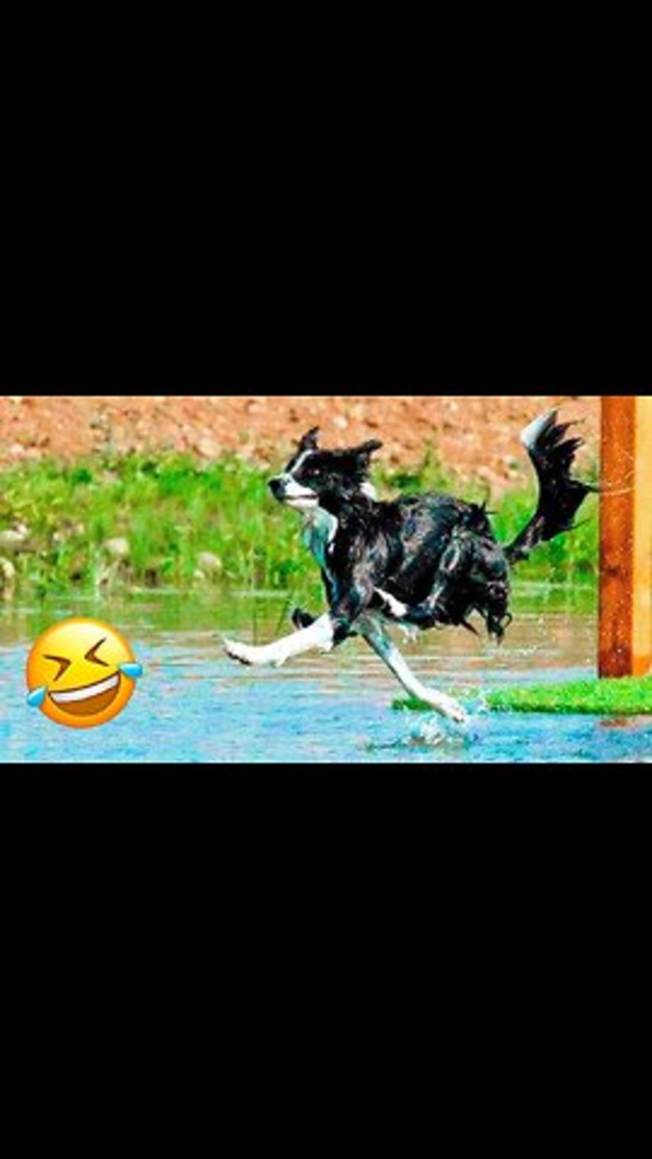 Funniest Animal Videos 2023 😁 Best Funny One News Page VIDEO