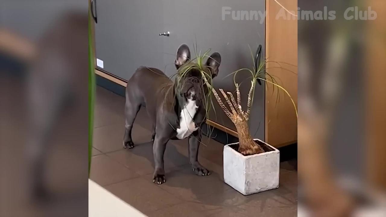 Funniest Animal Videos😂 - Funny Cats😹 and Crazy Dogs🐶 Videos 2023!
