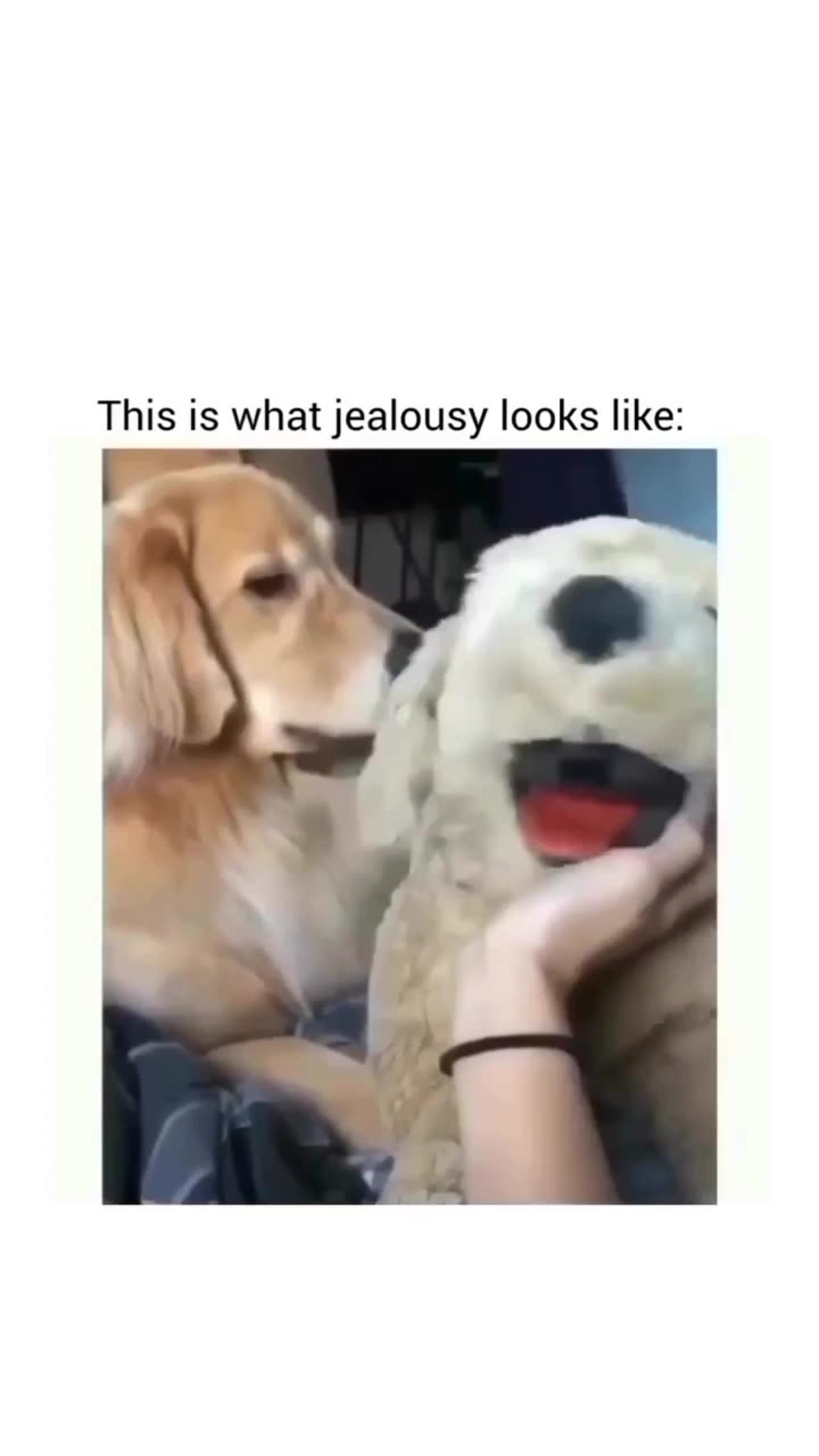 A dog being jealous of a soft toy One News Page VIDEO