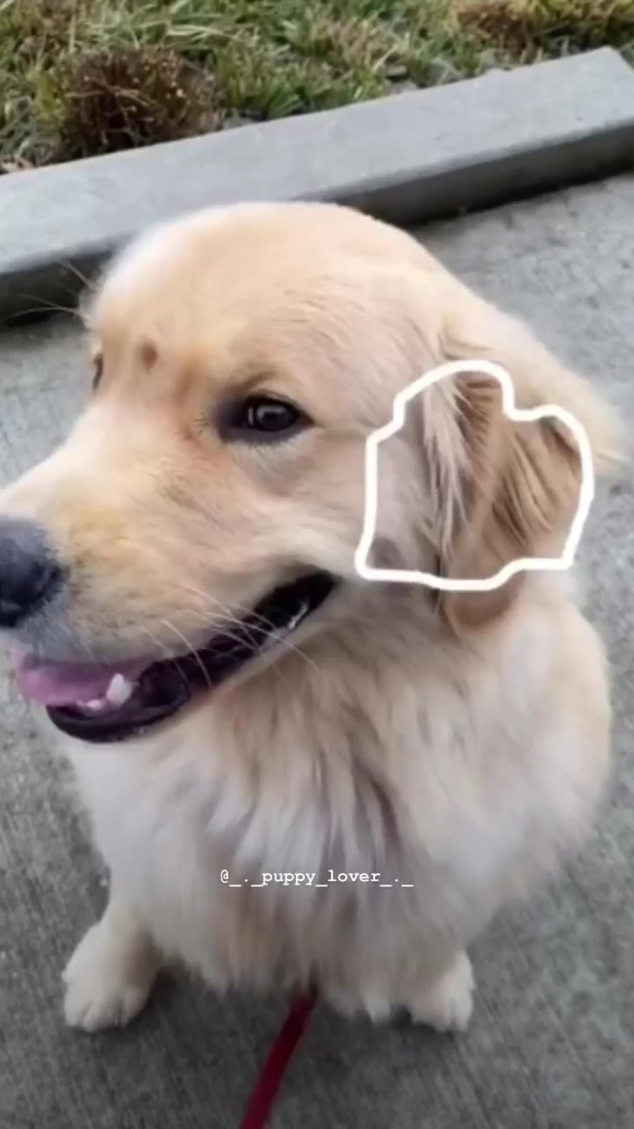 funny cute puppy video