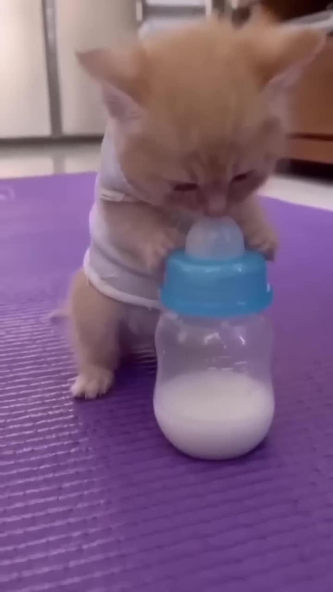 Baby Cat Drunk A Milk One News Page VIDEO baby-cat-drunk-a-milk-one-news-page-video