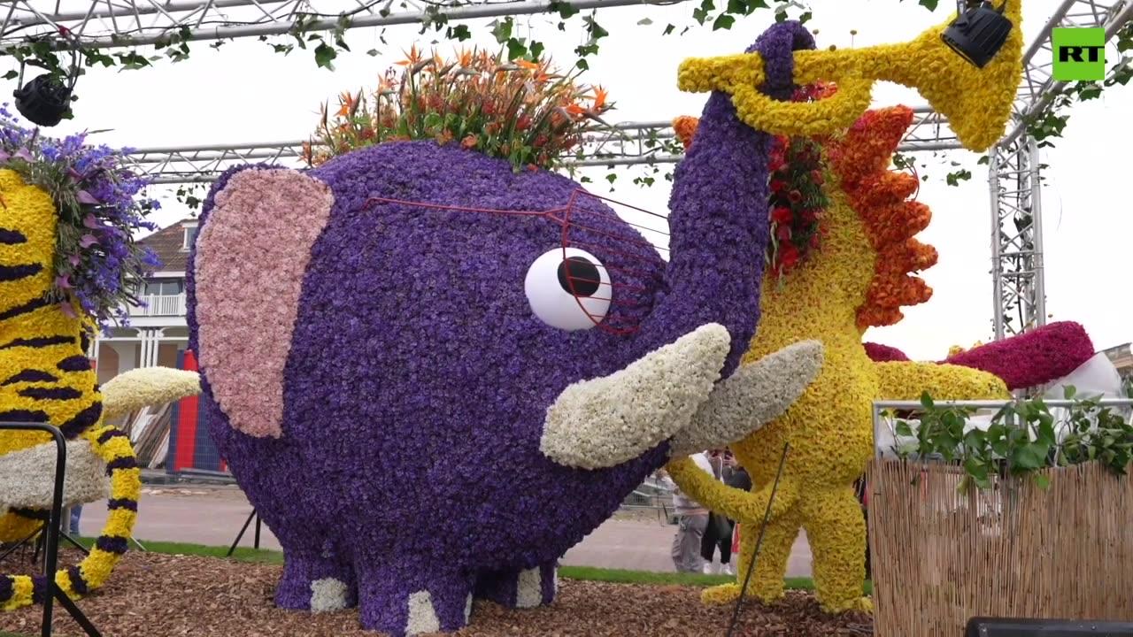 ‘Flower Parade of the Bollenstreek’ kicks off in the Netherlands