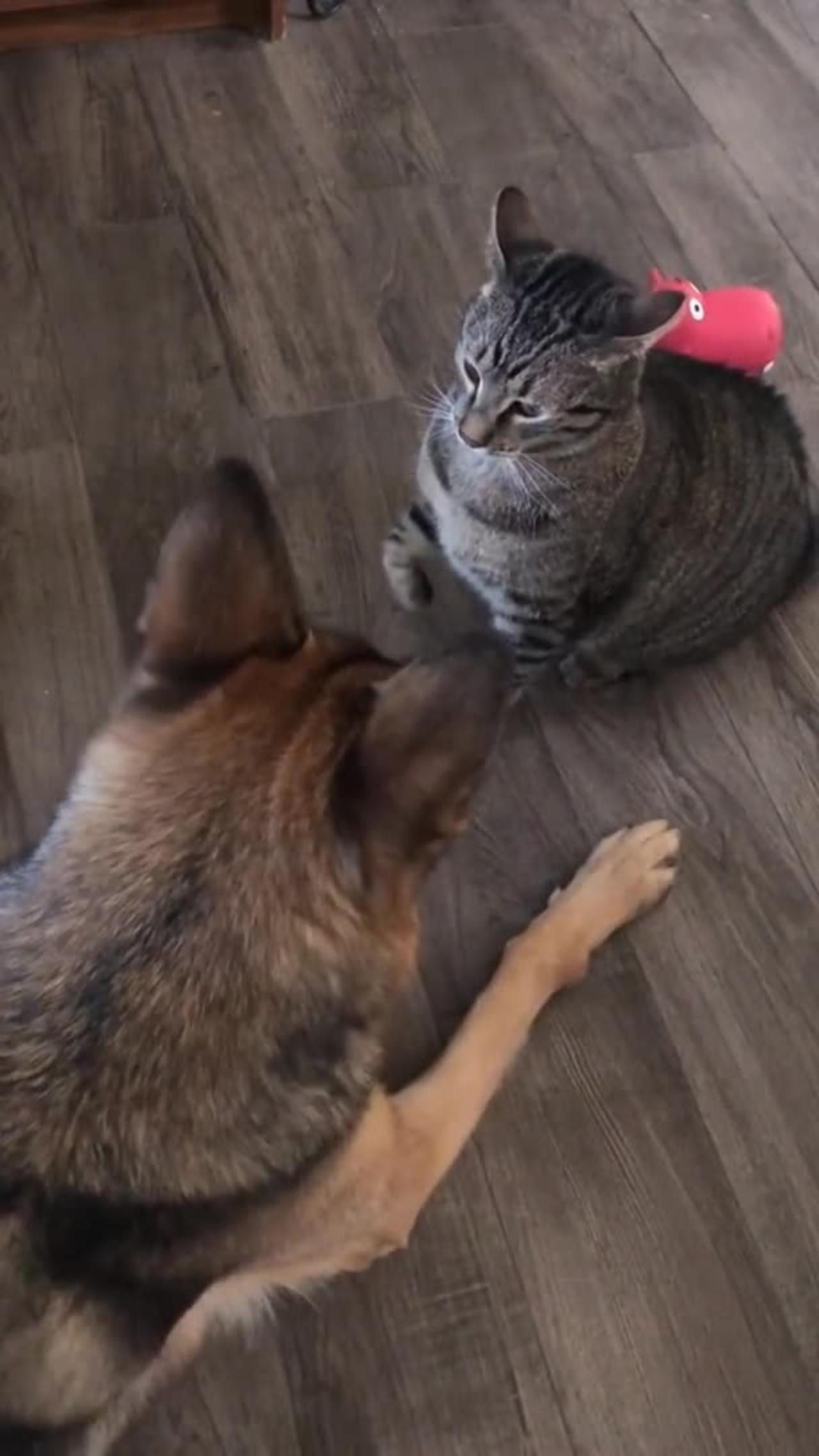 funny cat and dog fights. One News Page VIDEO