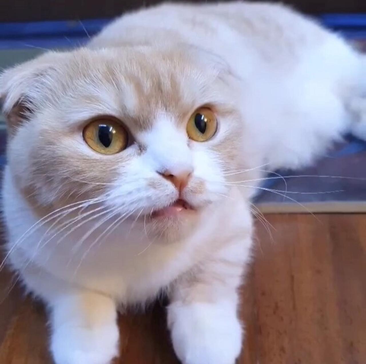 Most Satisfying Funny Cat Video 👌