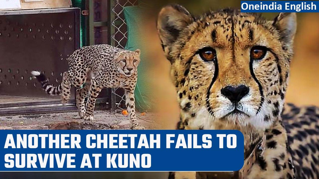 MP’s Kuno National Park reports the death of 2nd Cheetah within a month | Oneindia News