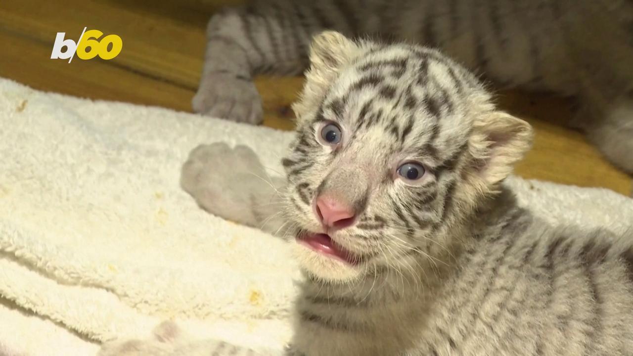 Extremely Rare White Bengal Tiger Gives Birth to Sextuplets