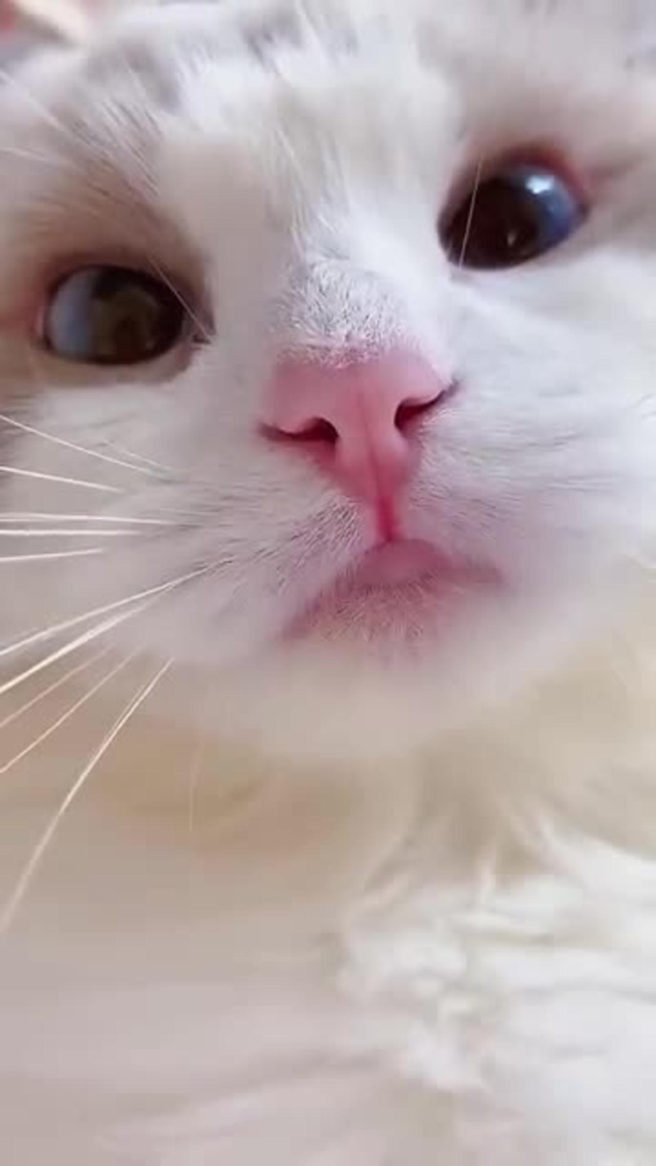 Short cat funny video