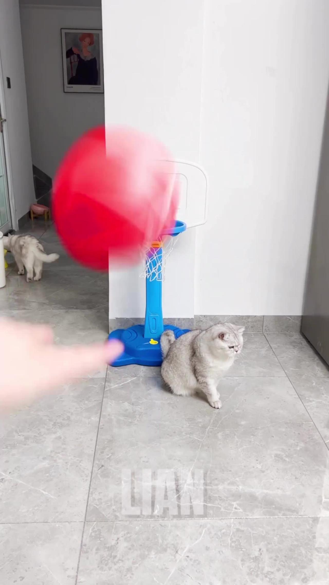 Funny cat video - funny cat animal videos