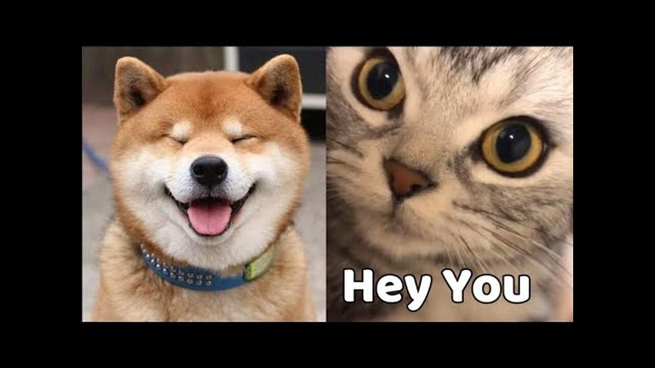 Funny Cute Cats And Dogs Videos - One News Page VIDEO