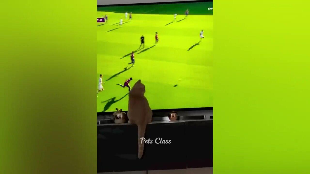 Cute cat watching football 😂 & reacting l Funny cats and dogs video