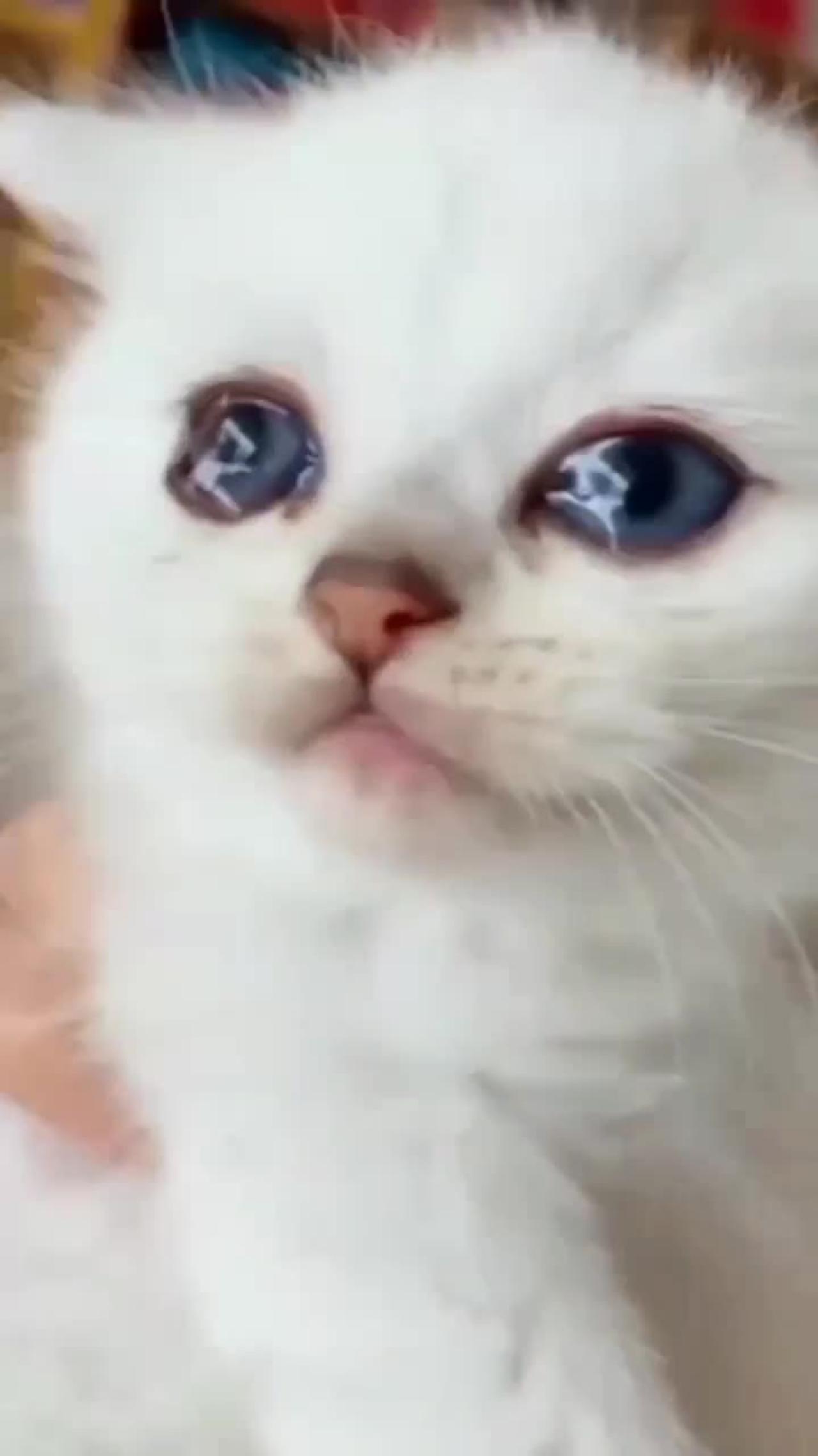 Cute kitten Crying after mom Slap Funny - One News Page VIDEO