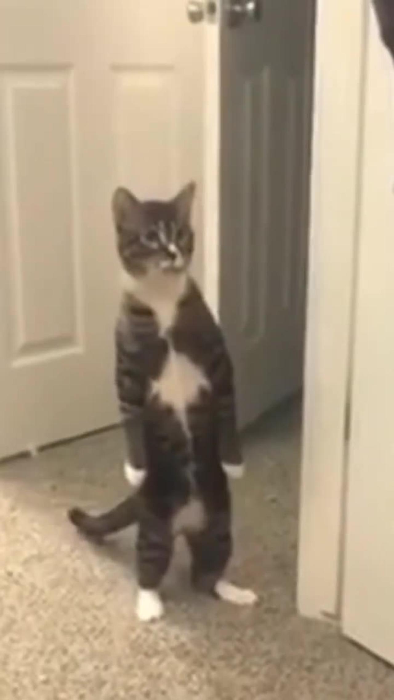 Funny cat reaction