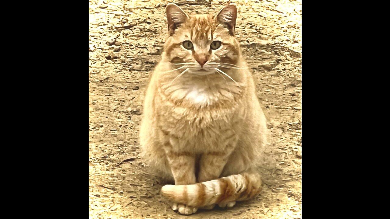 Domestic Cat the Yellow Tabby Breed