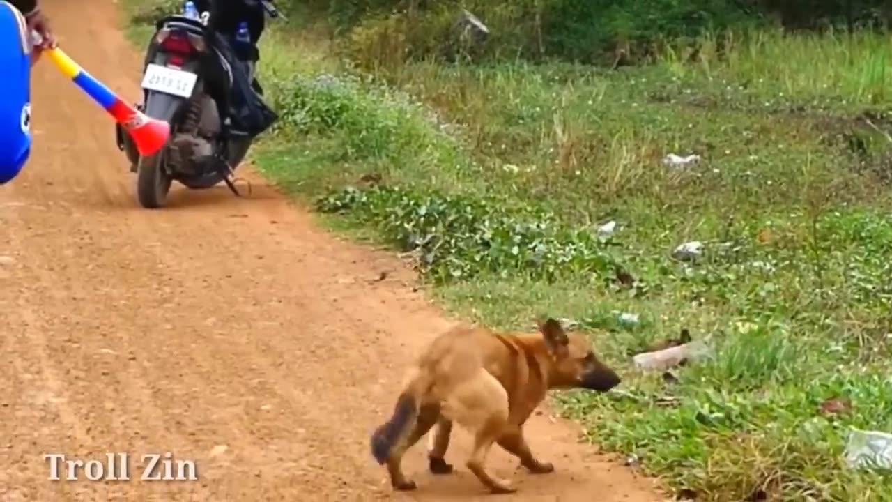 Troll Prank dog & fake Lion and Fake Tiger One News Page VIDEO