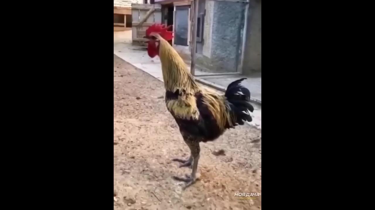 Funniest Rooster on the block, Big Daddy