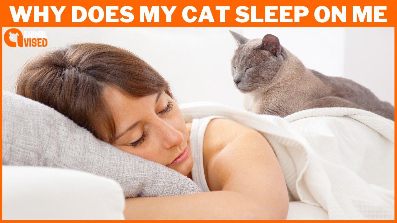 Why Does My Cat Sleep on Me? 5 Surprising One News Page VIDEO