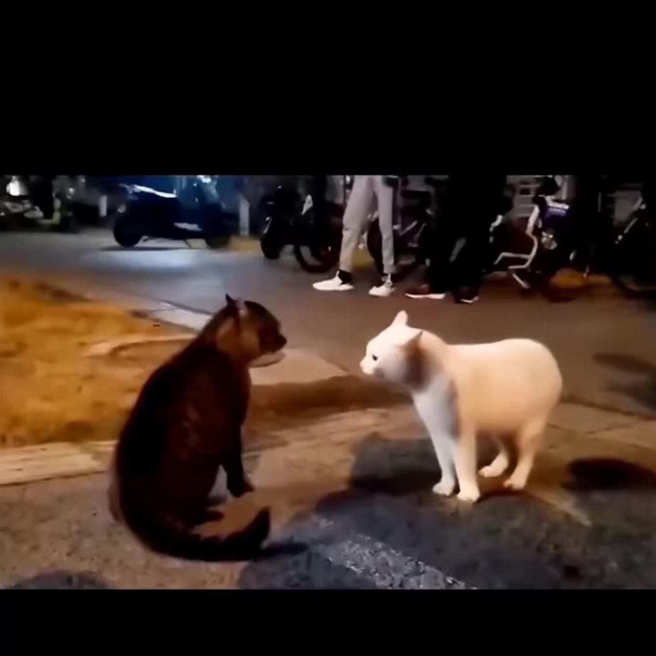 Funny cat 😺😂 short video