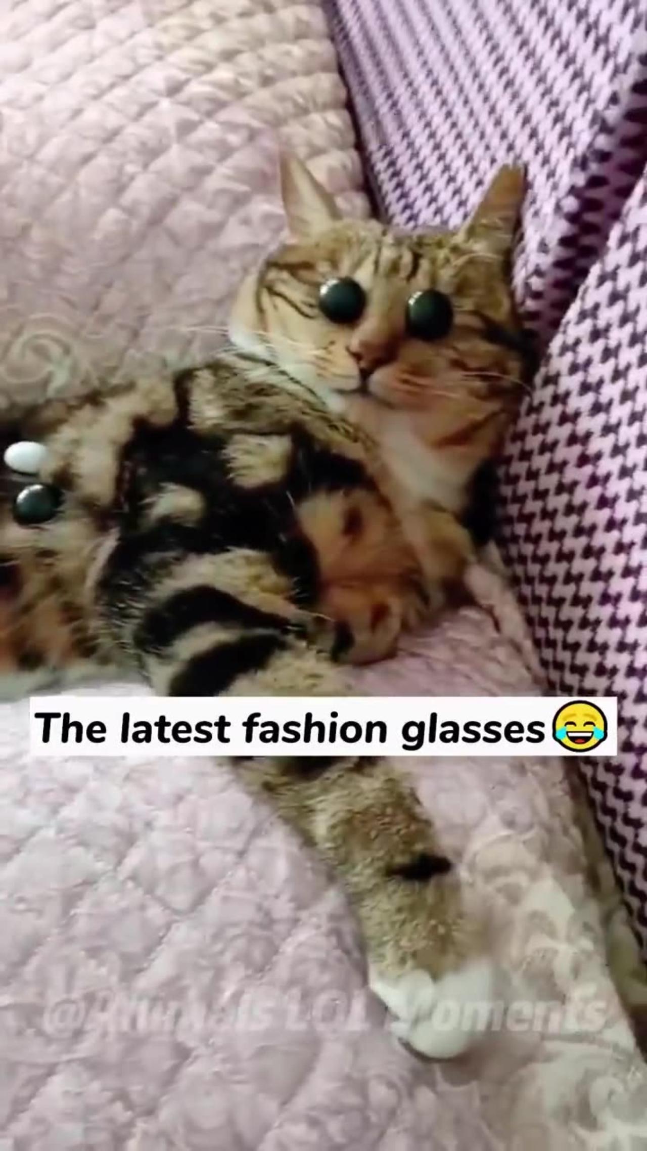😸Why Are Cats So Funny And Cute😘 - Animals LOL Moments #funnyanimals #funnycats #shorts