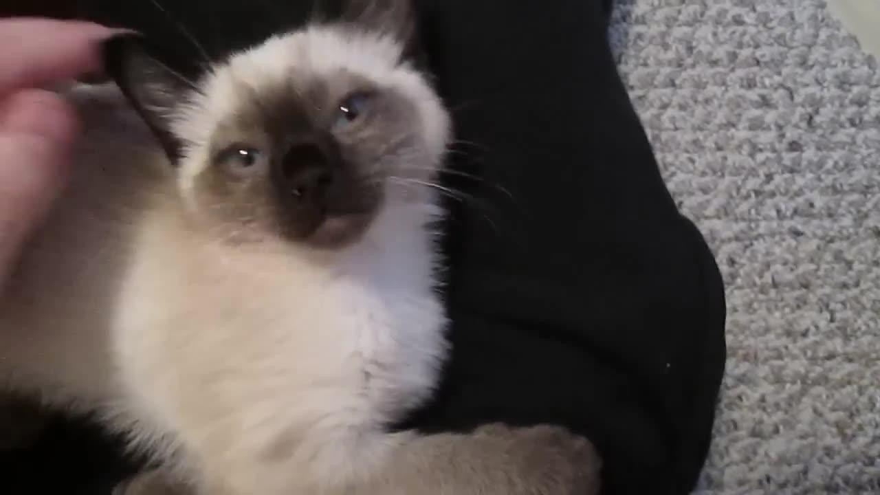 Siamese Kitten Loudest Purrin One News Page Video