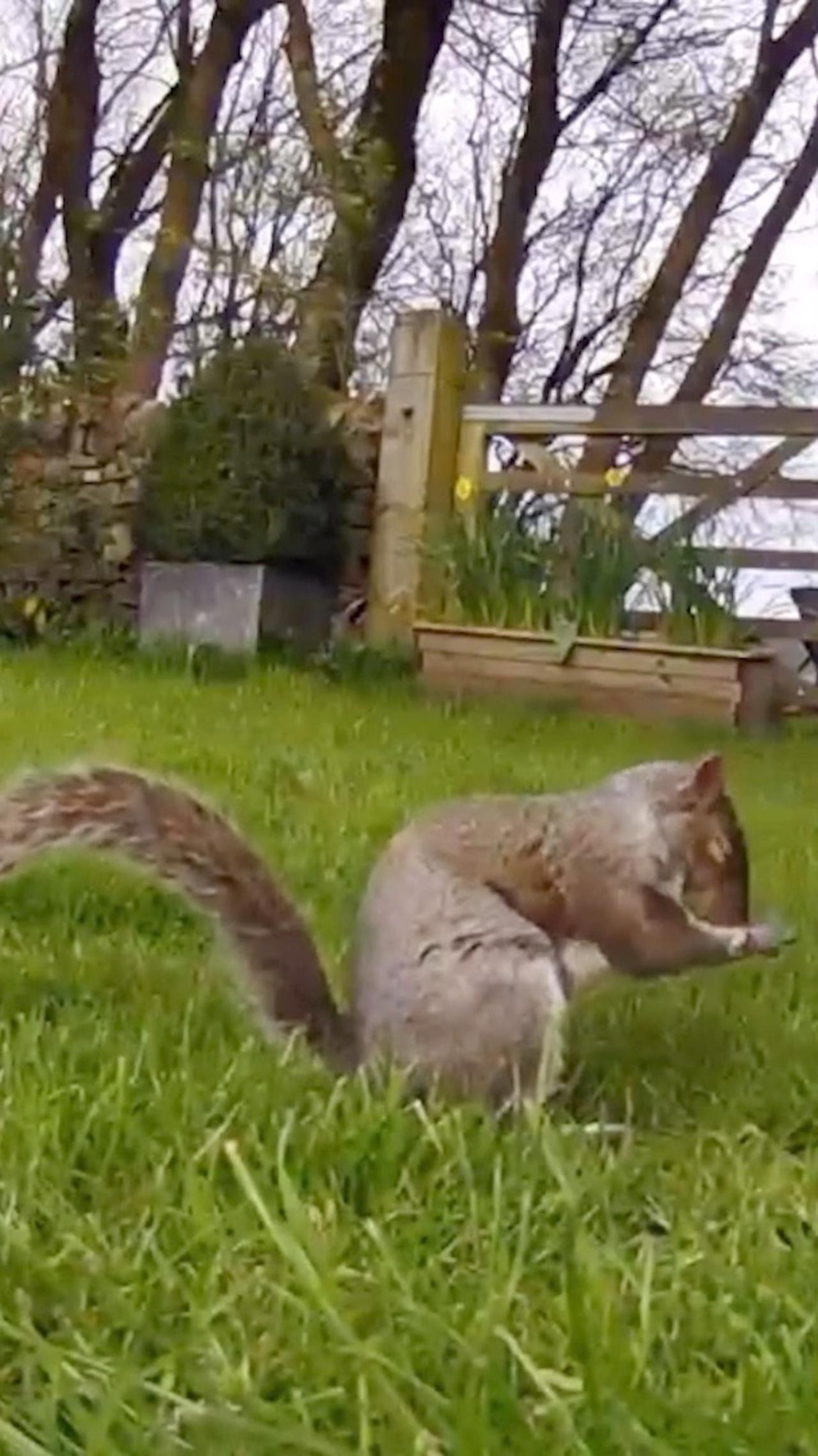 Perhaps the Most Adorable Squirrel Footage You’ll Ever See