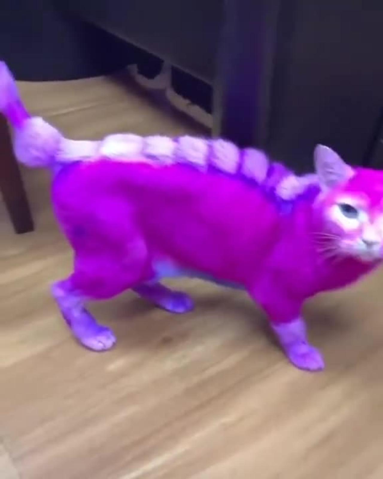 Colour full cat funny video