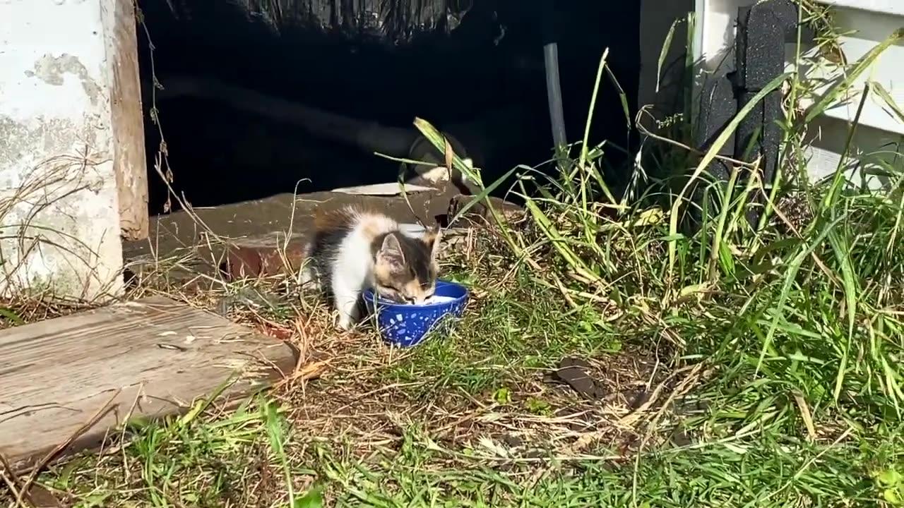 Feeding Kitten That Lives Under My House One News Page VIDEO