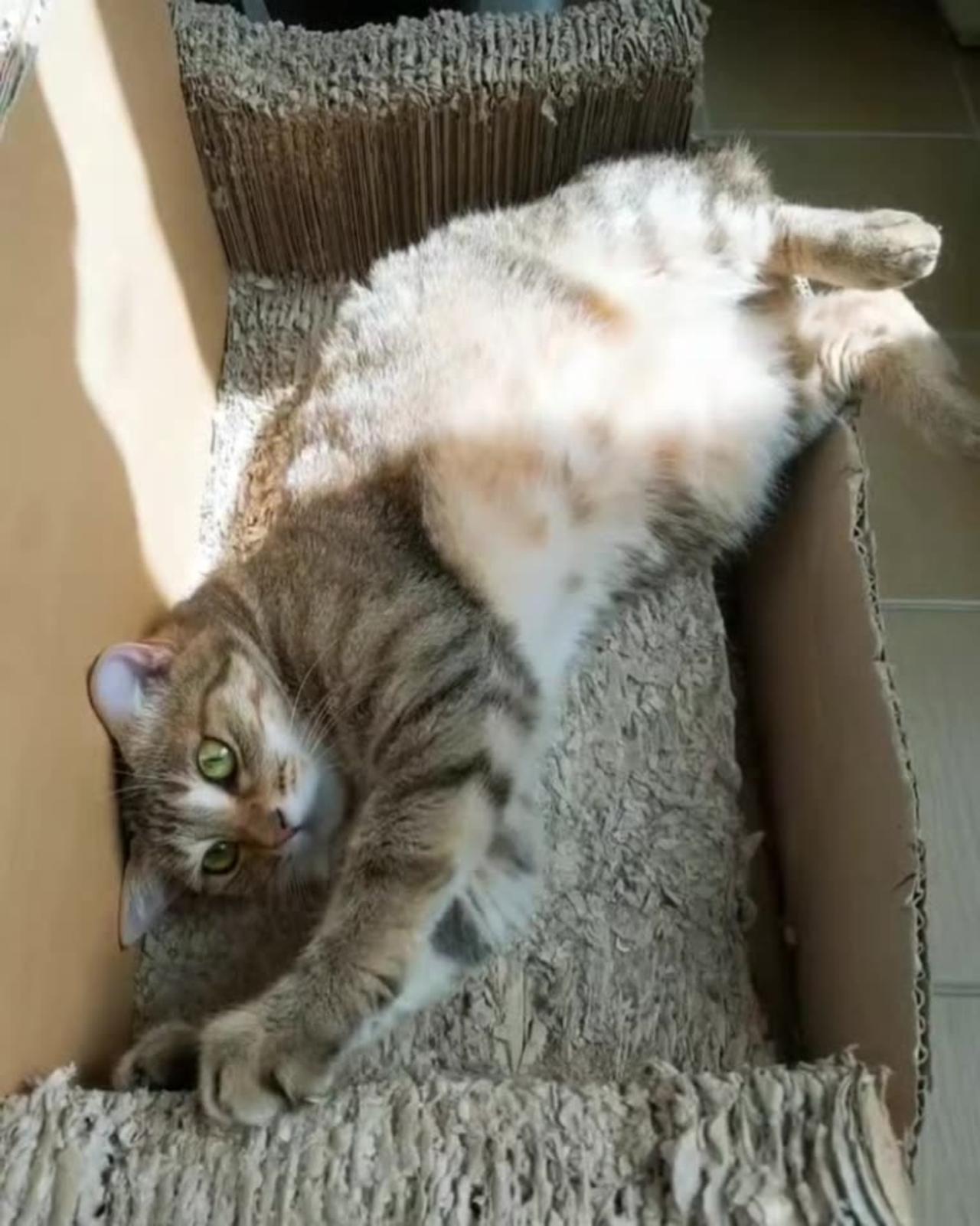 A cat's break time One News Page VIDEO