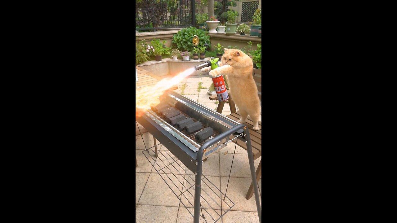 "Prepare to be amazed: This cat can grill like a pro!"