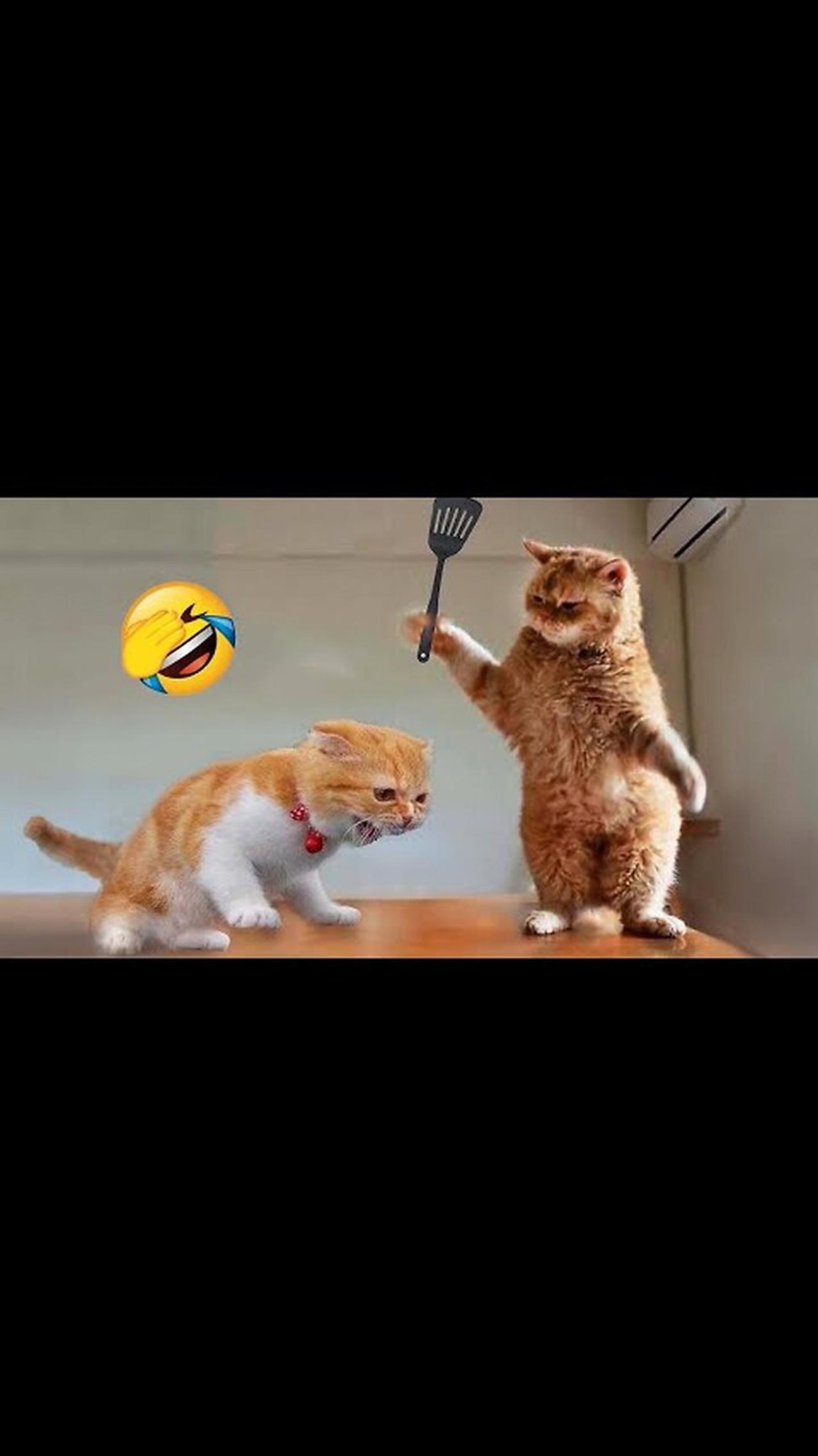 Most Satisfying 😂Funny Cat😸 #shorts #04
