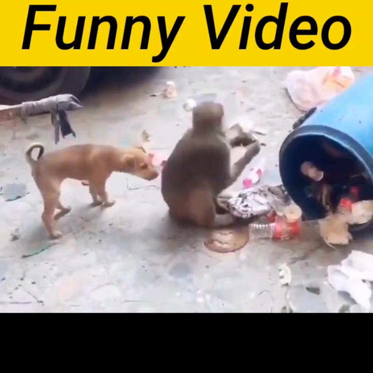 Dog and monkey fight