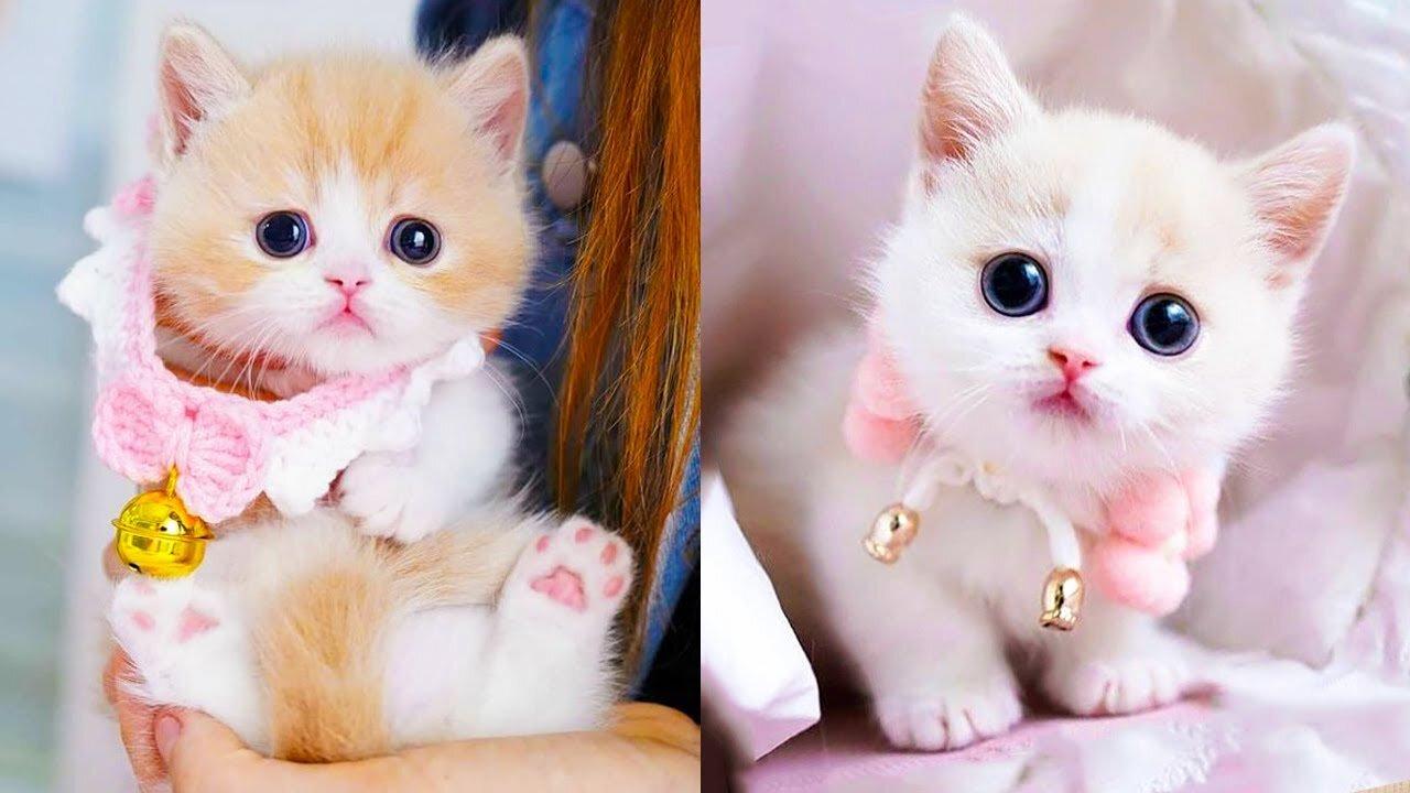Baby Cats - Cute and Funny | must watch |