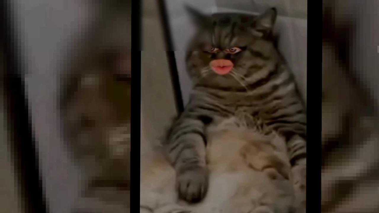 Fun cat 😸 funny cats moments #funny animal video's 2023😂_funniestcats and dogs video 😸😂🥰