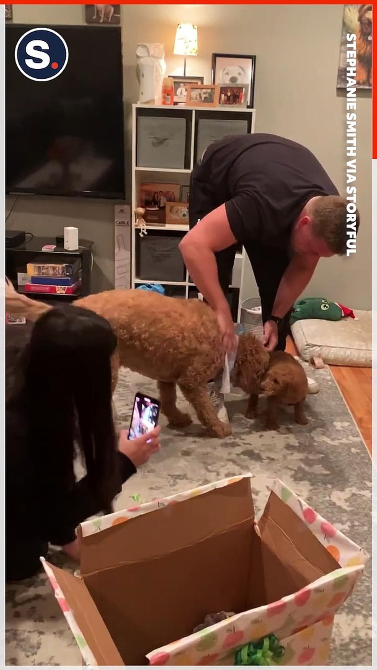 Goldendoodle Gains Brother and Best Friend After Owners Surprise Him