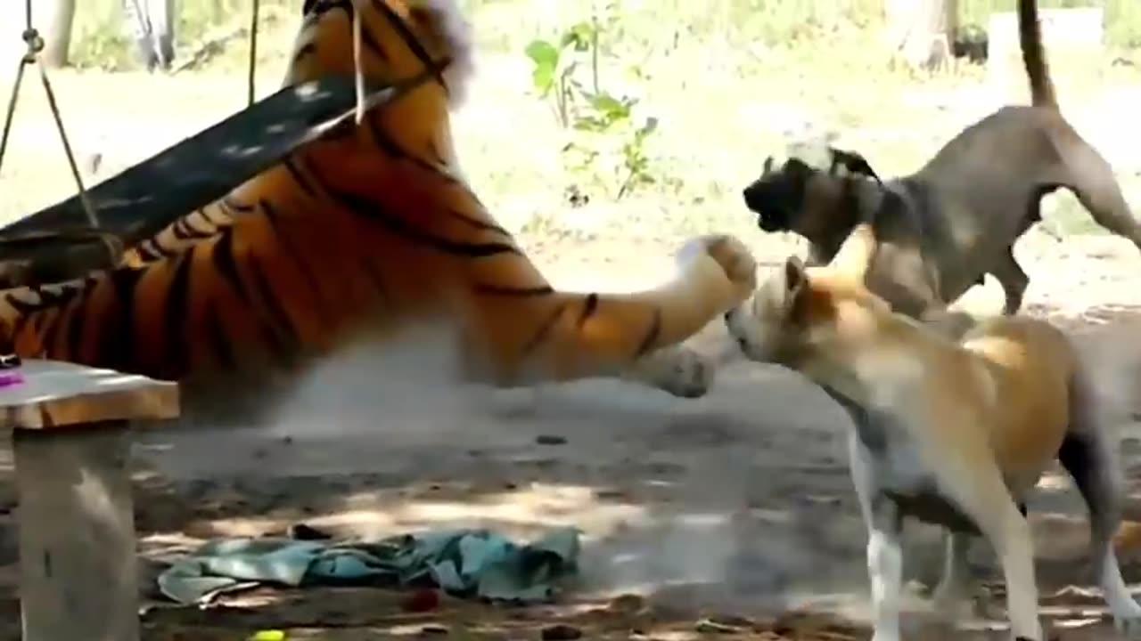 Prank the dog using fake Lion and fake Tiger