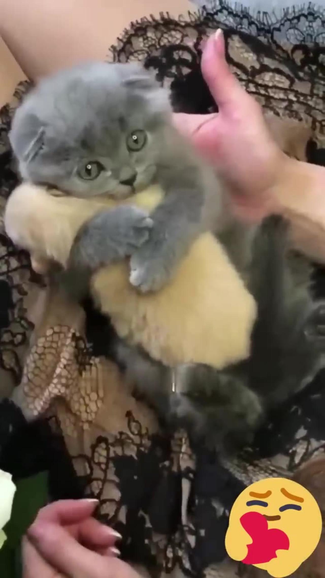 Cute kitten hugs puppy😍🥺❤️