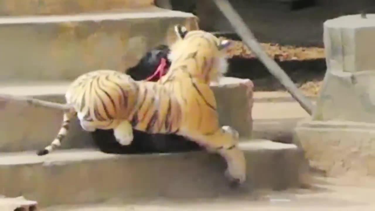 Dog Pranked Funny By Fake Lion and Fake Tiger and Huge Box