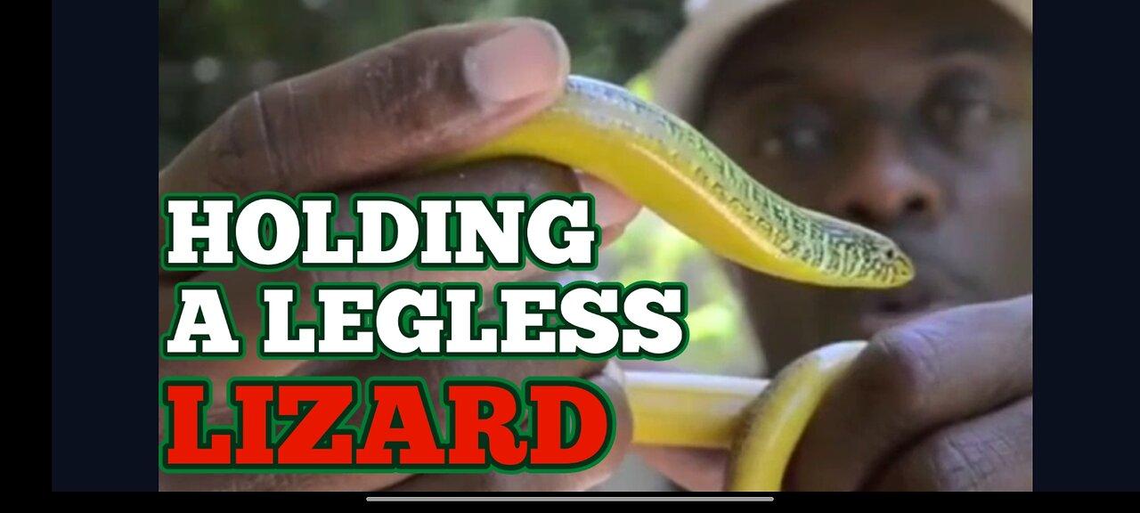 Wildlife Expert Examines A Legless Lizard