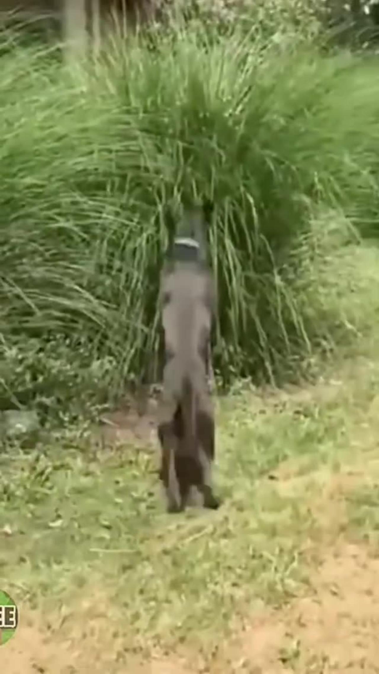 Animals Funny Video  #shorts #cat #dog #hours #viral #love #indianarmy
