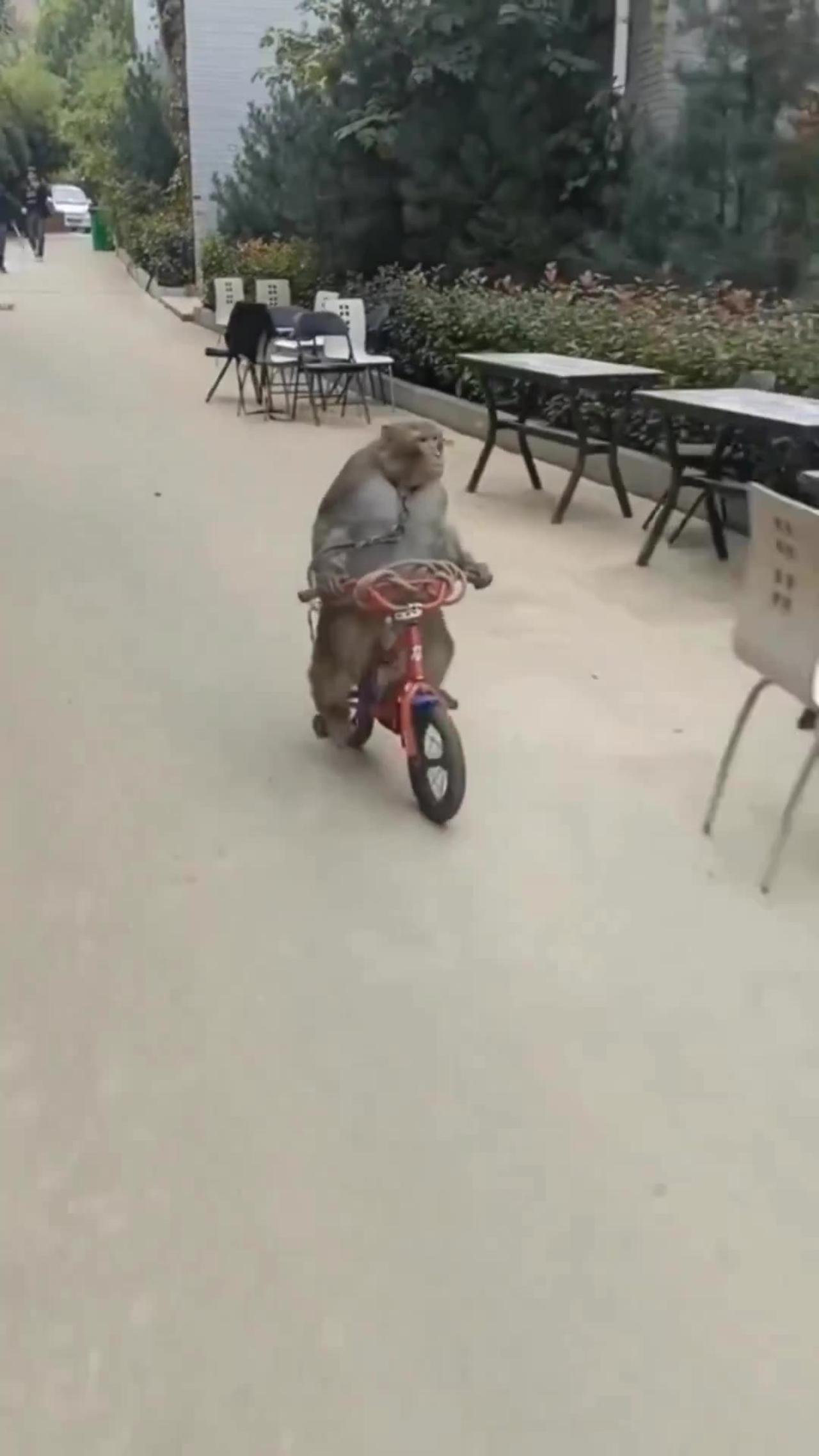 Monkey raceing bicycle 🚲🚲🚲🚲
