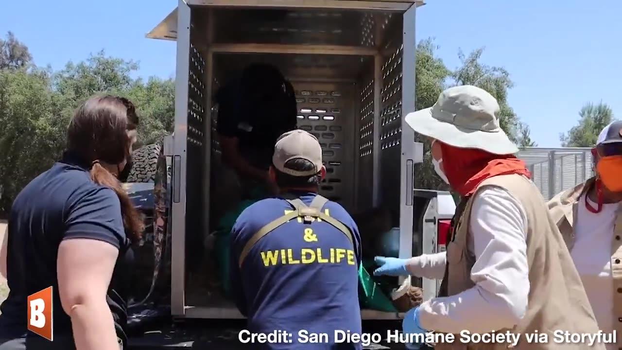 A group of young orphaned bears in California were saved, given medical treatment