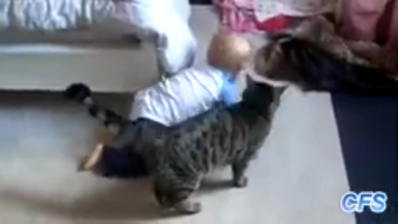 Funny clips video 2023 cute cat pats video