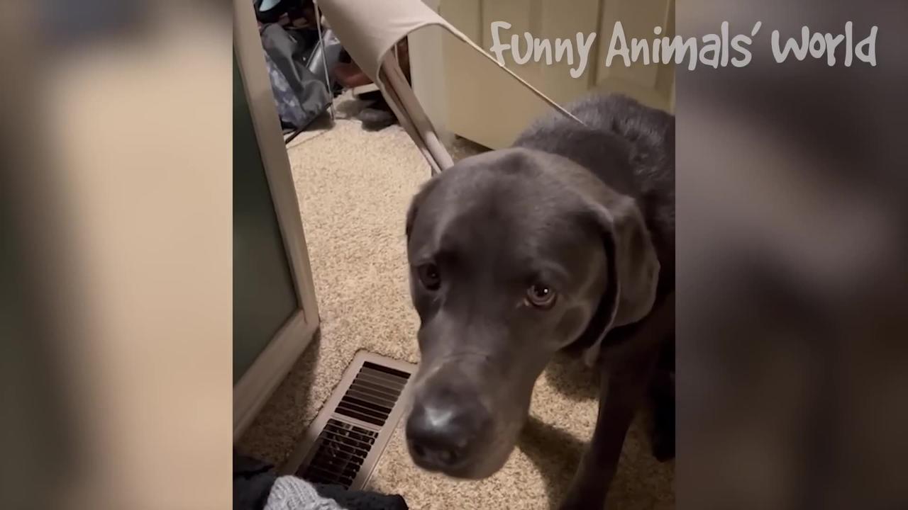 Funniest Animal Videos 2022 😅 - Best Funny Dogs And Cats Videos 😍#11