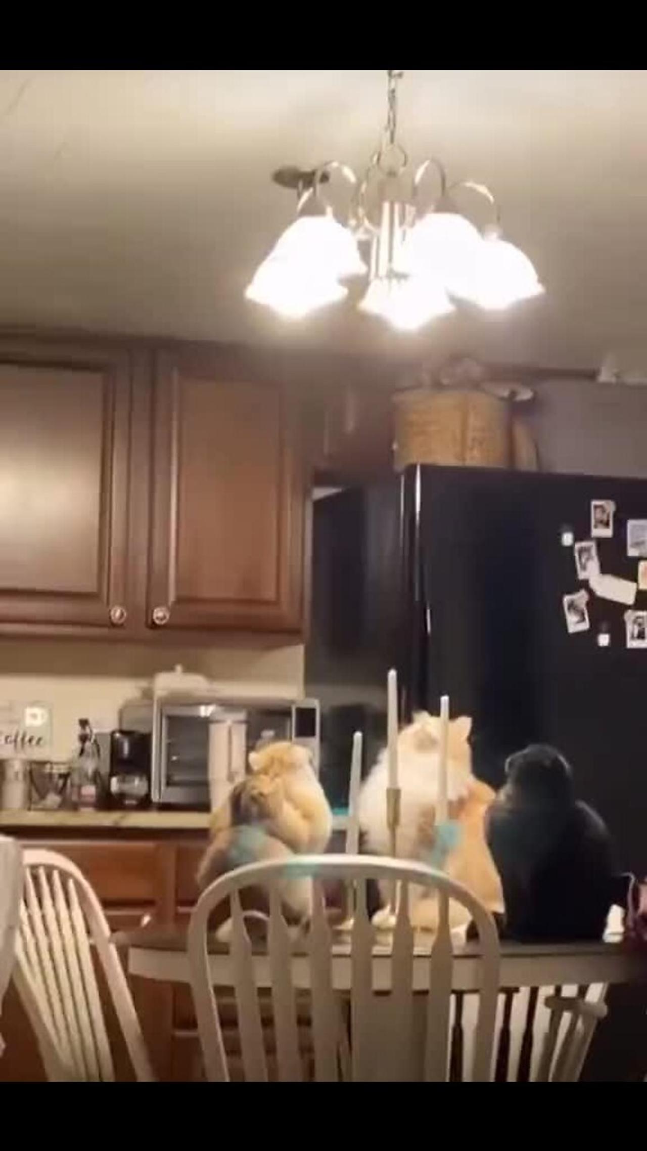 Cats look like they're performing a One News Page VIDEO