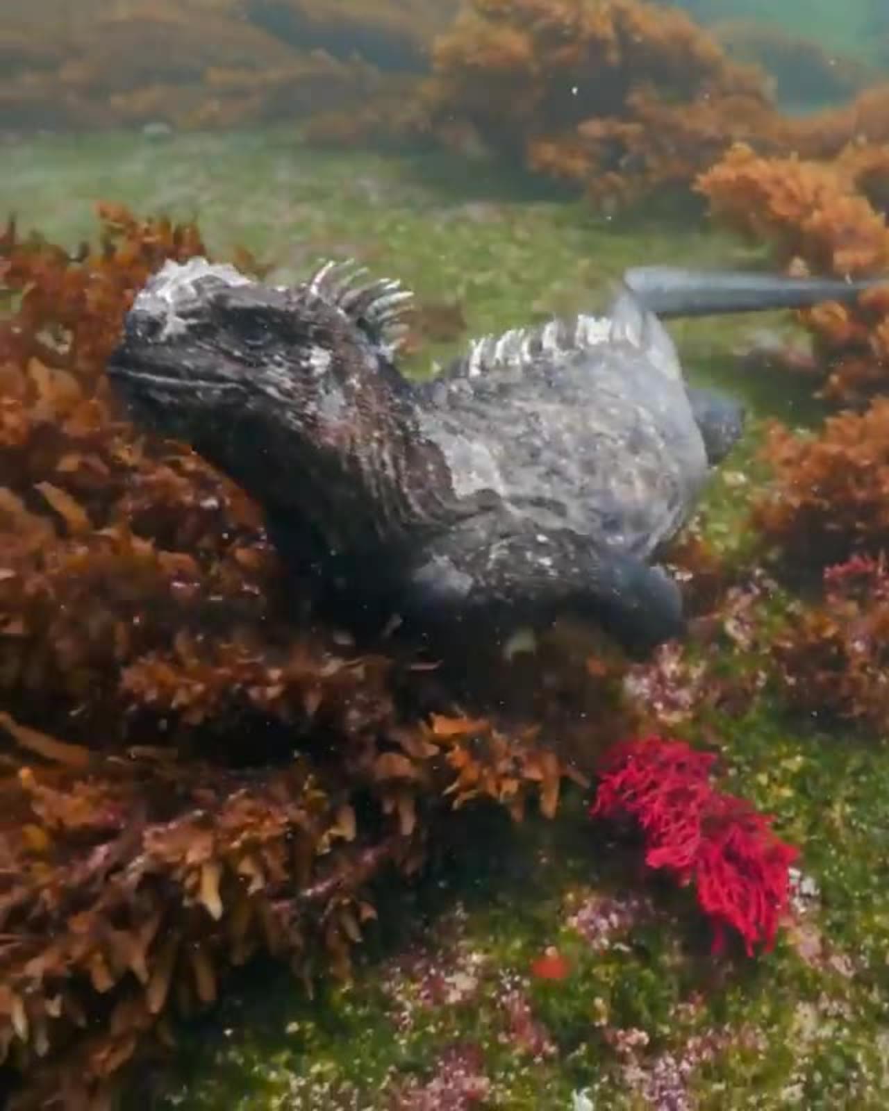 Doesn't it remind you of a legendary character from a science fiction movie?